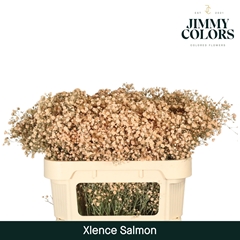 Gypsophila Painted Xlence Salmon 70cm 20gr.