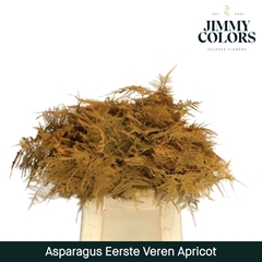 Asparagus Setaceus Painted Apricot 45cm