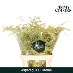 Asparagus Setaceus Painted Cream 80cm
