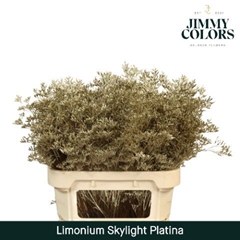 Limonium Painted Skylight Platinum 70cm 25gr.