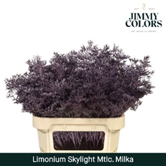 Limonium Painted Skylight Metallic Milka 70cm 25gr.