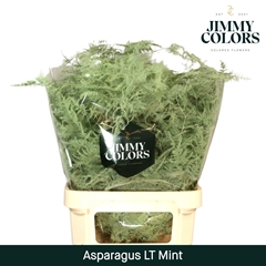 Asparagus Setaceus Painted Mint 80cm