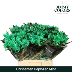Chrysanth Single Painted Topspin Mint 70cm 70gr.