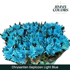 Chrysanth Single Painted Topspin Light Blue 70cm 70gr.