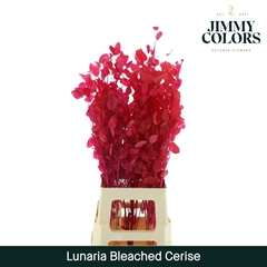 Lunaria Cerise Per Bunch 80cm