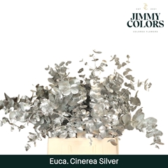 Eucalyptus Cinerea Painted Silver Per Bunch 70cm 200gr.