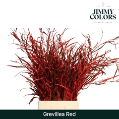 Grevillea Painted Red 70cm