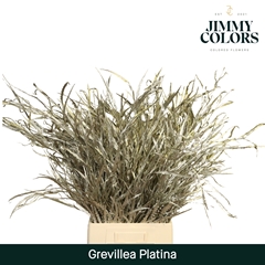 Grevillea Painted Platinum Per Bunch 70cm