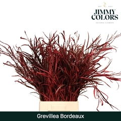 Grevillea Painted Bordeaux Per Bunch 70cm