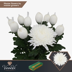 Chrysanth Single Stravina 70cm 110gr.