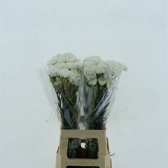 Dianthus Single Moonlight 70cm