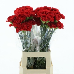 Dianthus Single Don Pedro 65cm