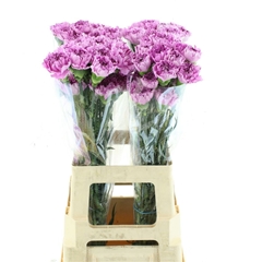 Dianthus Single Yukari Scuro 65cm