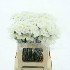 Dianthus Single Polar Route 55cm