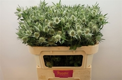 Eryngium Magical White Lagoon 70cm
