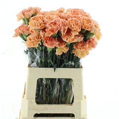 Dianthus Single Goldi 60cm