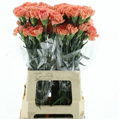 Dianthus Single Orange Magic 65cm