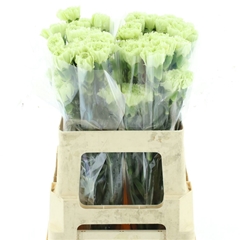 Dianthus Single Green Shot 55cm