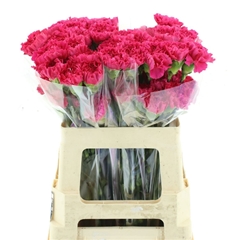 Dianthus Single Bizet 55cm