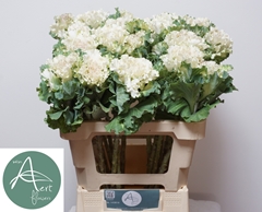 Brassica Crane Ruffle White 60cm