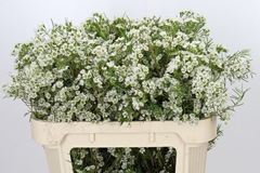 Chamelaucium Grace 70cm 35gr.