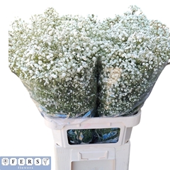 Gypsophila Paniculata Xlence 80cm 35gr.