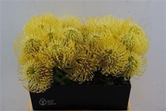 Leucospermum High Gold 40cm