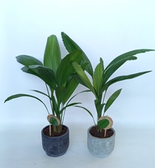 Licuala 15Ø 48cm