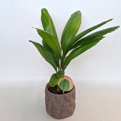 Licuala 15Ø 48cm