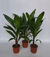 Licuala 12Ø 48cm