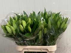 Lily Oriental Santander 90cm 2+