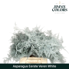 Asparagus Setaceus Painted White + Glitter 45cm