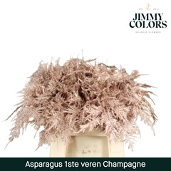 Asparagus Setaceus Painted Champagne + Glitter 45cm