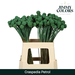 Craspedia Painted Petrol 60cm