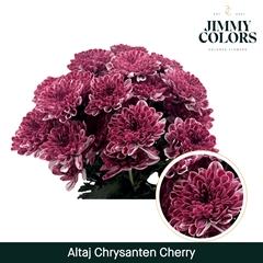 Chrysanth Spray Painted Altaj Cherry 70cm 105gr.