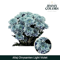 Chrysanth Spray Painted Altaj Light Violet 70cm 105gr.