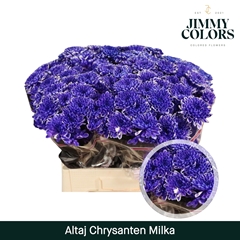 Chrysanth Spray Painted Altaj Milka 70cm 105gr.
