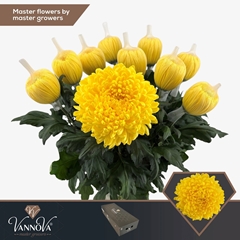 Chrysanth Single Maracuja 70cm 105gr.