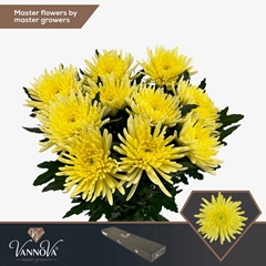 Chrysanth Single Topspin Yellow 70cm 85gr.