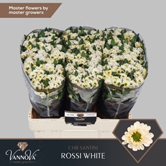 Chrysanth Santini Rossi White 55cm 48gr.