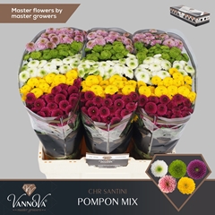 Chrysanth Santini Pompon Mix Per Bunch 55cm 44gr.