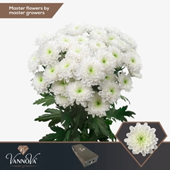 Chrysanth Spray Altaj 70cm 105gr.