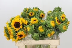 Helianthus Orange Fire 60cm