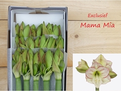 Hippeastrum Mama Mia 75cm