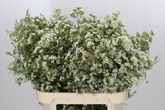 Chamelaucium Grace 80cm 50gr.