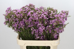 Chamelaucium Giselle 80cm 50gr.