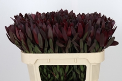 Leucadendron Safari Sunset 70cm