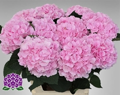 Hydrangea Verena 80cm 20-22cm Hd