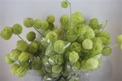 Gomphocarpus Fruticosus Moby Dick Per Stem