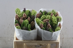 Hyacinthus Mix 5 Colours 30cm